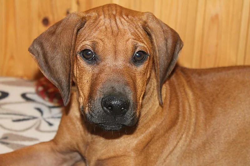 Rhodesian Ridgeback – štěňata s PP